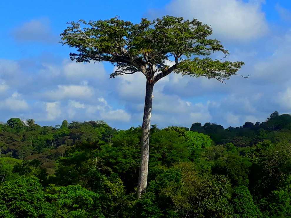 Costa Rica's forests are home to six species of wild cats, including jaguars and pumas.